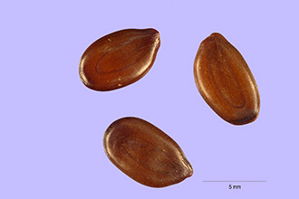 <i>Acacia villosa</i> (Sw.) Willd.