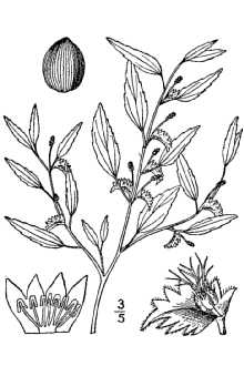 <i>Acalypha gracilens</i> A. Gray var. delzii L. Mill.