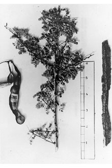 <i>Acacia greggii</i> A. Gray var. arizonica Isely