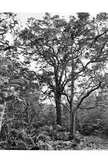 <i>Acacia koa</i> A. Gray var. hawaiiensis Rock