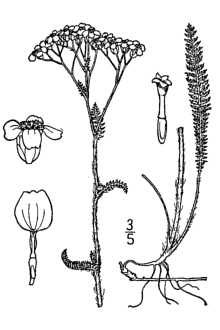 <i>Achillea lanulosa</i> Nutt.