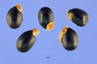 <i>Acacia decurrens</i> (Wendl. f.) Willd. var. mollis Lindl.