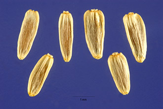 <i>Achillea lanulosa</i> Nutt. ssp. typica D.D. Keck