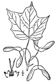 <i>Acer saccharum</i> Marshall var. nigrum (Michx. f.) Britton
