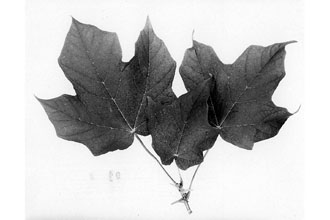 <i>Acer saccharum</i> Marshall ssp. nigrum (Michx. f.) Desmarais