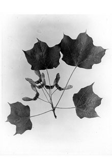 <i>Acer saccharum</i> Marshall var. viride (Schmidt) A.E. Murray