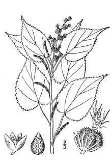 <i>Acalypha caroliniana</i> Elliott