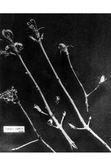 <i>Acer platanoides</i> L. var. schwedleri G. Nicholson