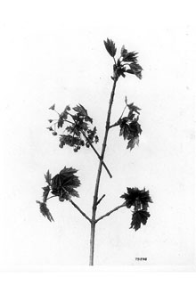 <i>Acer platanoides</i> L. var. schwedleri G. Nicholson