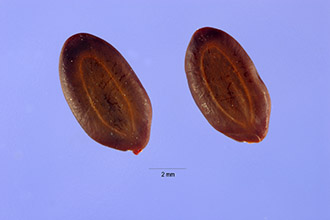 <i>Acacia rigidula</i> Benth.