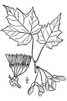 <i>Acer barbatum</i> Michx. p.p.