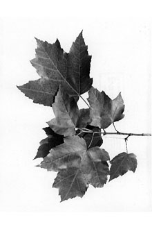 <i>Acer barbatum</i> Michx. p.p.