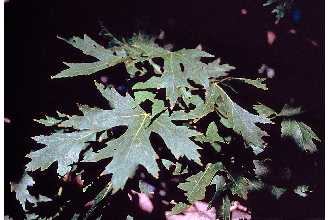 Silver Maple