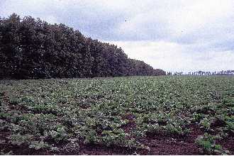 <i>Argentacer saccharinum</i> (L.) Small