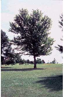 Silver Maple