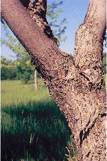 <i>Acer saccharinum</i> L. var. wieri Rehder