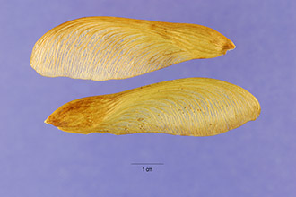<i>Acer saccharinum</i> L. var. wieri Rehder