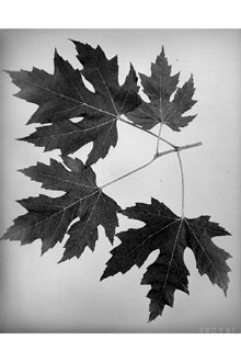 <i>Acer saccharinum</i> L. var. wieri Rehder
