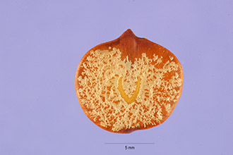 <i>Acacia senegal</i> (L.) Willd.