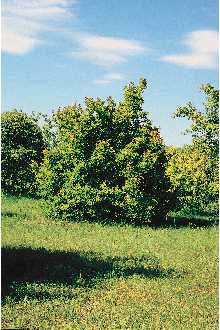 Tatarian Maple