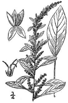 <i>Acnida tamariscina</i> (Nutt.) Alph. Wood var. prostrata Uline & Bray