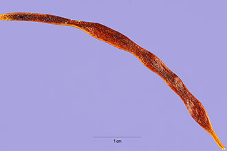 <i>Acacia constricta</i> Benth. var. vernicosa (Standl.) L.D. Benson