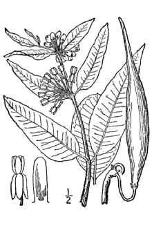 <i>Acerates viridiflora</i> (Raf.) Pursh ex Eaton var. linearis A. Gray