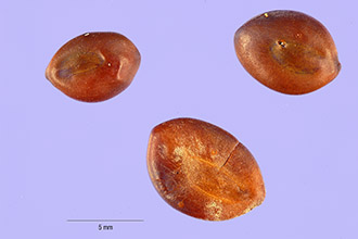 <i>Acacia greggii</i> A. Gray var. wrightii (Benth.) Isely