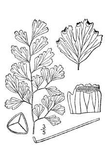 <i>Adiantum capillus-veneris</i> L. var. modestum (Underw.) Fernald