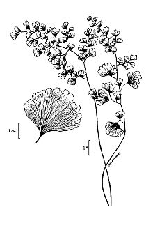 <i>Adiantum capillus-veneris</i> L. var. protrusum Fernald
