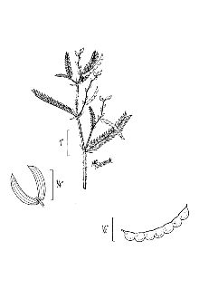 <i>Aeschynomene americana</i> L. var. glandulosa (Poir.) Rudd