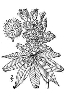 <i>Aesculus glabra</i> Willd. var. buckleyi Sarg.