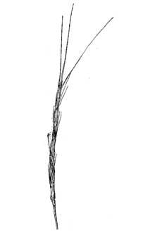 <i>Aegilops cylindrica</i> Host var. rubiginosa Popova