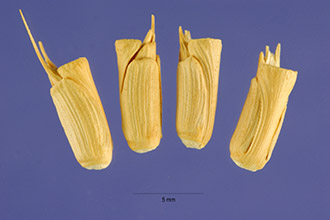 <i>Aegilops cylindrica</i> Host var. rubiginosa Popova