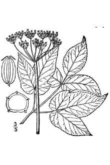 <i>Aegopodium podagraria</i> L. var. variegatum L.H. Bailey