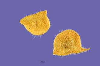 <i>Secula viscidula</i> (Michx.) Small
