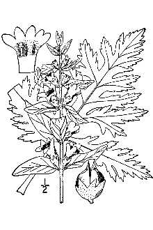 <i>Afzelia macrophylla</i> (Nutt.) Kuntze
