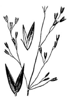 <i>Podagrostis aequivalvis</i> (Trin.) Scribn. & Merr.
