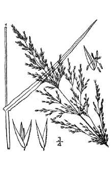 <i>Agrostis gigantea</i> Roth var. dispar (Michx.) Philipson