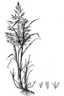 <i>Agrostis stolonifera</i> L. var. major (Gaudin) Farw.