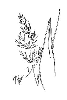 <i>Agrostis nigra</i> With.