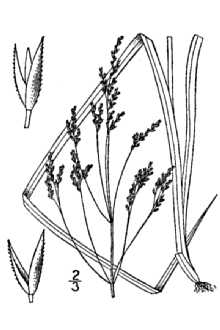 <i>Agrostis perennans</i> (Walter) Tuck. var. aestivalis Vasey