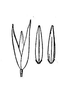 <i>Agrostis perennans</i> (Walter) Tuck. var. elata (Pursh) Hitchc.