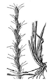<i>Roegneria albicans</i> (Scribn. & J.G. Sm.) Beetle
