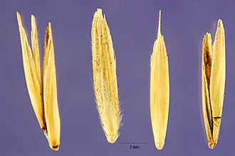 <i>Elymus lanceolatus</i> (Scribn. & J.G. Sm.) Gould ssp. albicans (Scribn. & J.G. Sm.) Ba