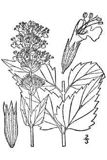 <i>Agastache anethiodora</i> (Nutt.) Britton