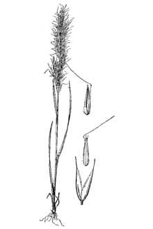 <i>Agrostis aristiglumis</i> Swallen