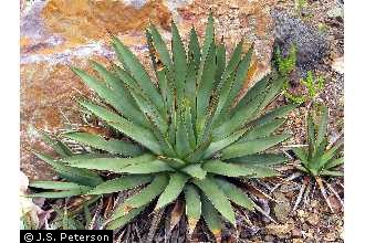 USDA Plants Database Plant Profile General