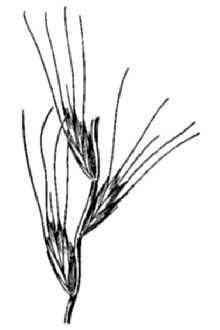 Arizona Wheatgrass