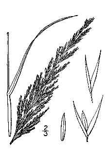 <i>Agrostis exarata</i> Trin. var. minor Hook.